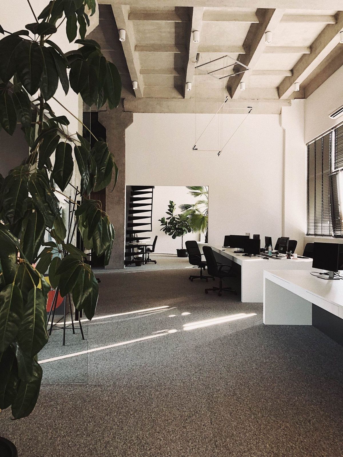 Carpet in an open-plan office with plants and desks